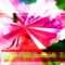 Скачать Бесплатно Картинку Gladiolus Flower Large Greeting In Greeting Card Template Powerpoint