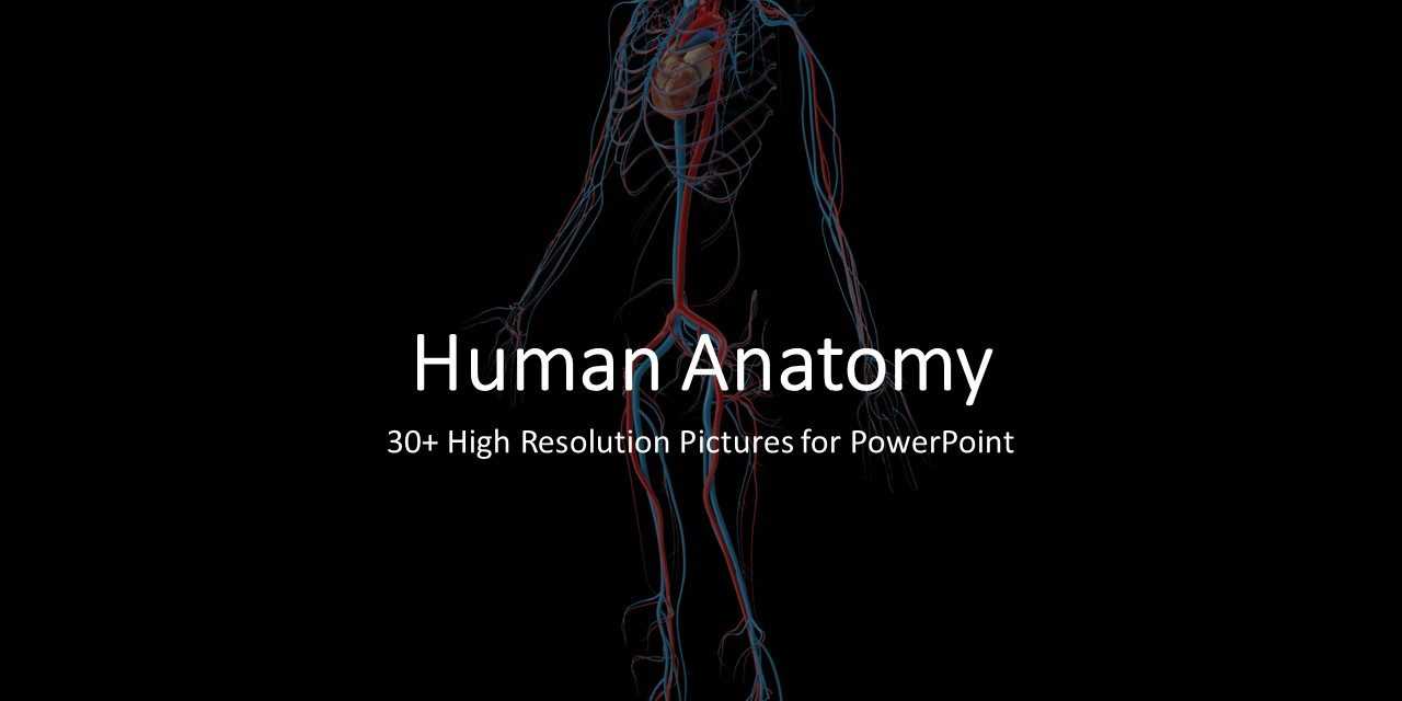 Download 30+ Human Anatomy High Resolution Images For For Powerpoint Template Resolution