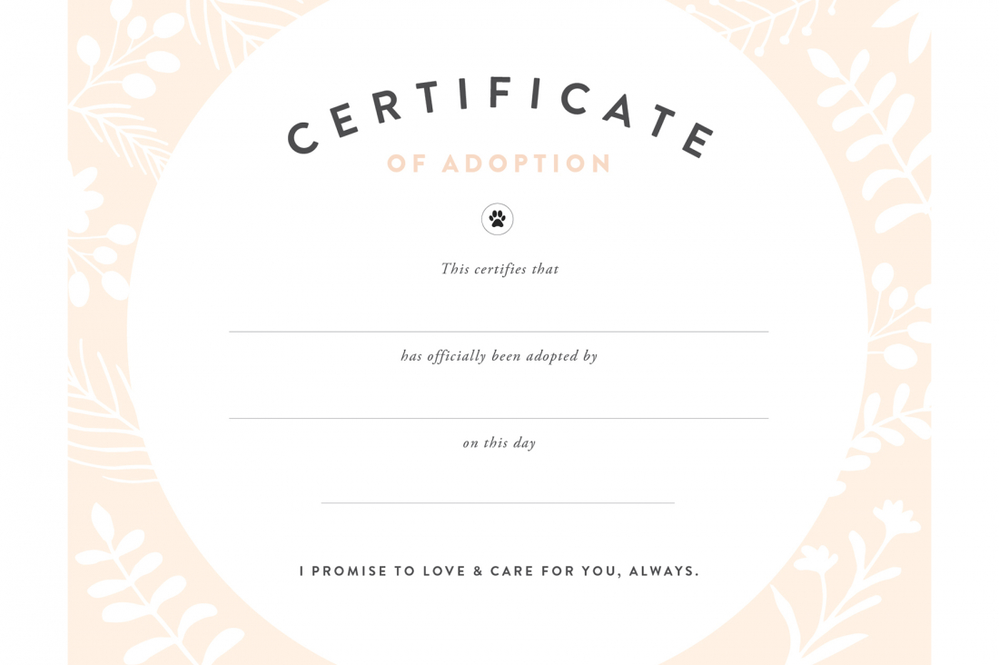 Fan Printable Adoption Certificate | Graham Website With Regard To Adoption Certificate Template