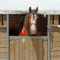 What Should Be On Your Horse's Stall Card – The #1 Resource With Horse Stall Card Template