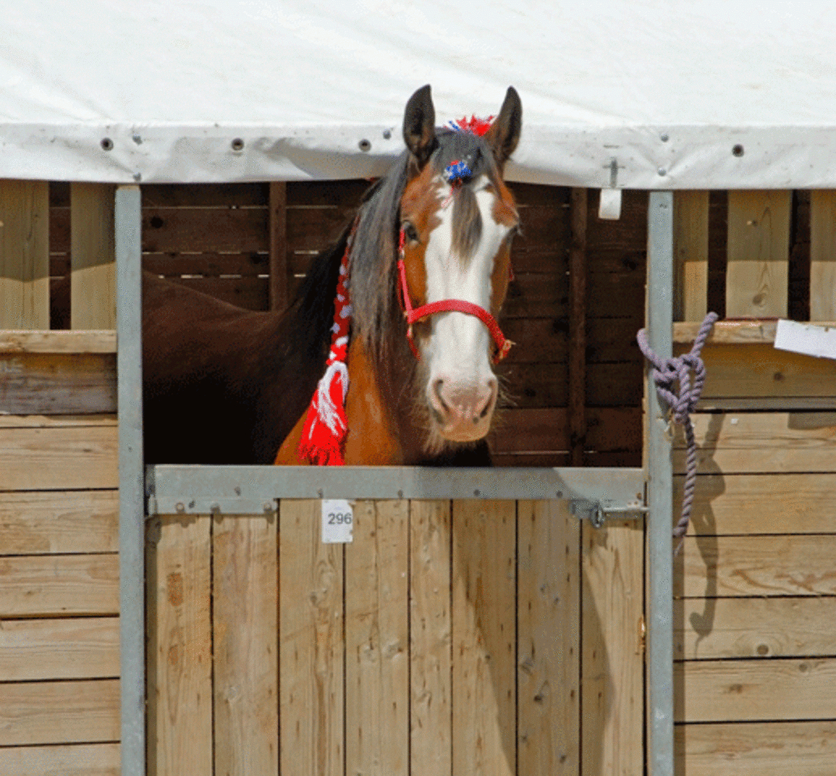 What Should Be On Your Horse's Stall Card - The #1 Resource With Horse Stall Card Template